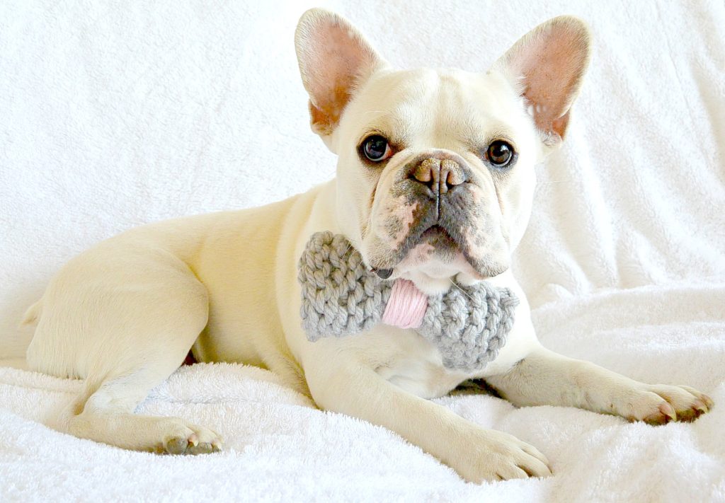 Simple knit dog bow tie