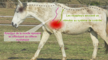 C'est quoi la queue de cheval ?