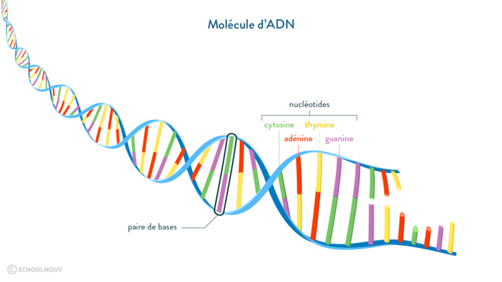 C'est quoi un brin d'ADN ?