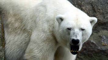 Comment avoir un blanc polaire ?