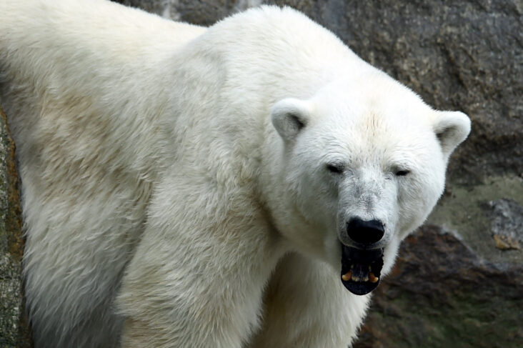 Comment avoir un blanc polaire ?