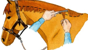 Comment couper la crinière de son cheval au ciseau ?