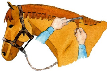 Comment couper la crinière de son cheval au ciseau ?