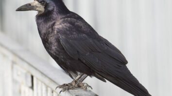 Comment différencier corbeau et corneille ?