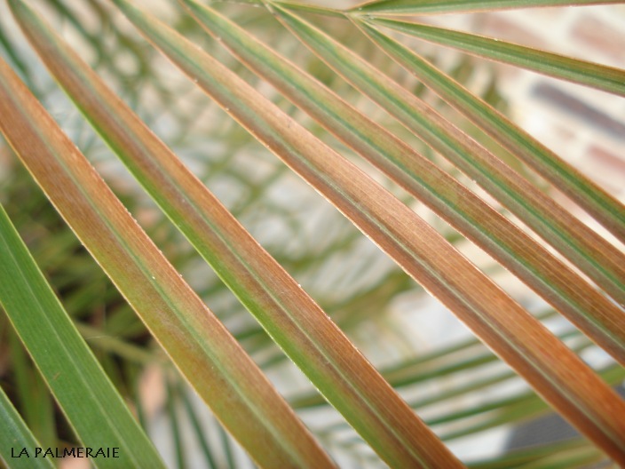 Comment enlever les pousses de palmiers ?