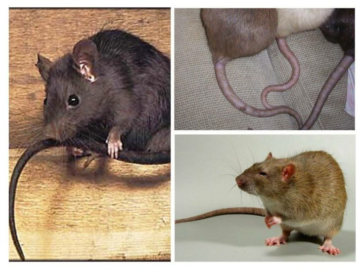 Comment est la queue d'un rat ?