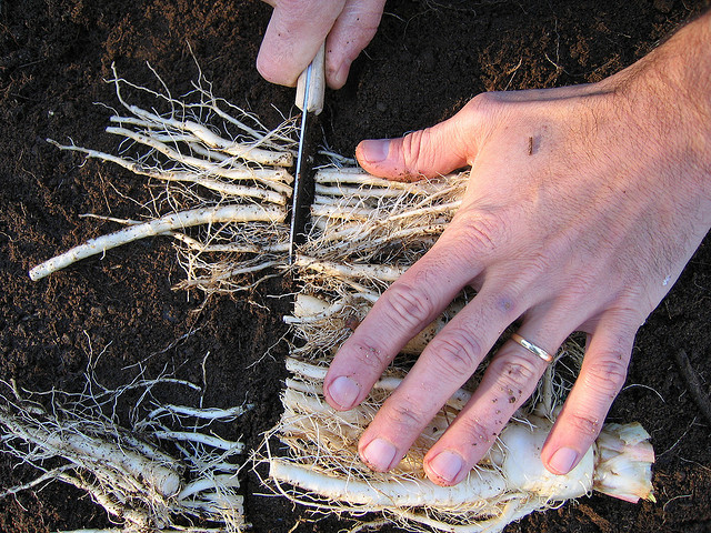 Comment faire les racines quand on a des mèches ?