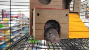 Comment faire sortir une souris de sa cachette ?