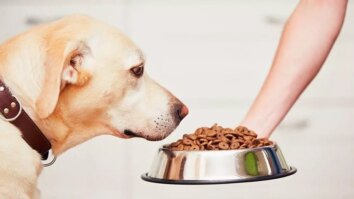Comment nourrir son chien avec nourriture maison ?