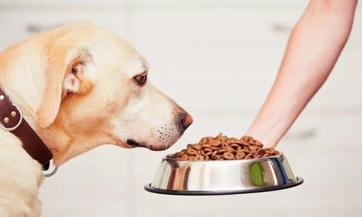Comment nourrir son chien avec nourriture maison ?