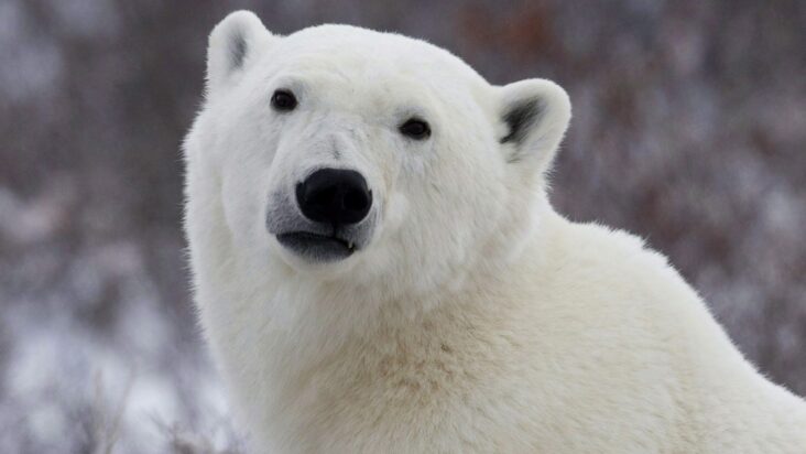 Comment obtenir un blanc polaire ?