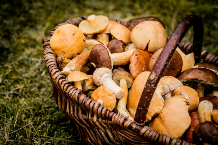 Comment on attrape un champignon dans les cheveux ?