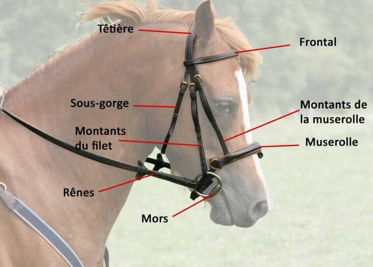Comment s'appelle la queue d'un cheval ?