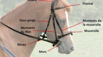 Comment s'appelle la queue d'un cheval ?
