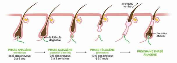 Comment savoir si le bulbe de cheveux et mort