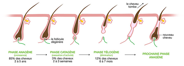 Comment savoir si le bulbe de cheveux et mort ?