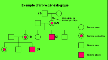 Comment savoir si on est porteur du gène roux ?