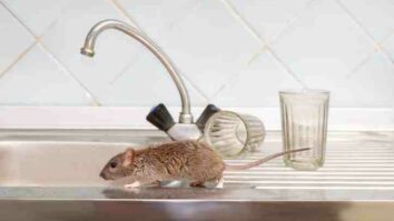 Comment se débarrasser des rats remède de Grand-mère ?