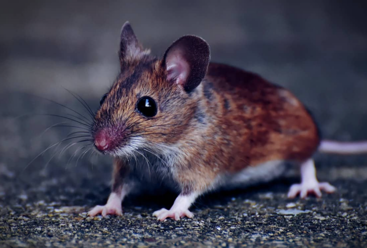 Comment se débarrasser d'un lérot dans la maison ?