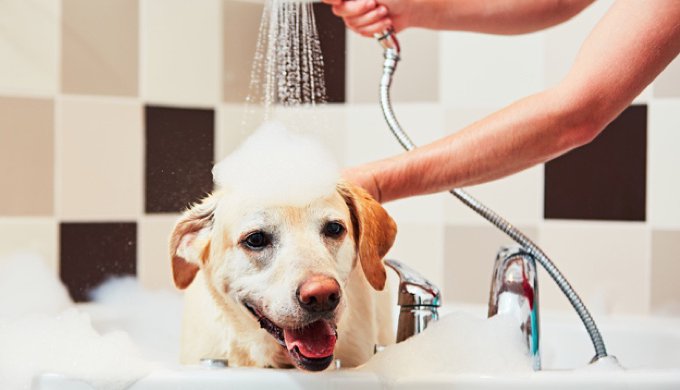 Comment trouver un shampoing adapté ?