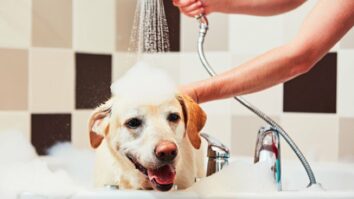 Comment trouver un shampoing adapté ?