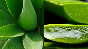 Est-ce que l'aloe vera fait pousser les cheveux ?