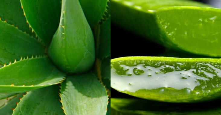 Est-ce que l'aloe vera fait pousser les cheveux ?