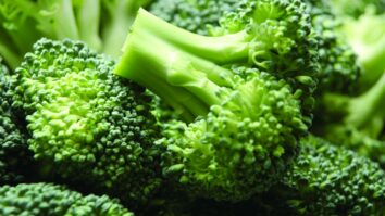 Est-ce que le brocoli peut se manger cru ?