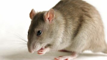 Est-ce que un rat peut vivre seul ?