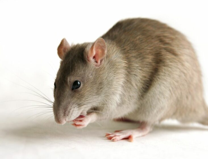Est-ce que un rat peut vivre seul ?