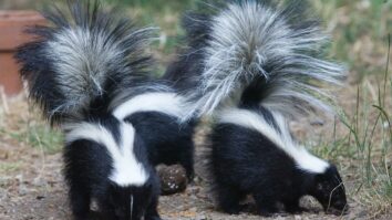 How do you do a skunk hairstyle?