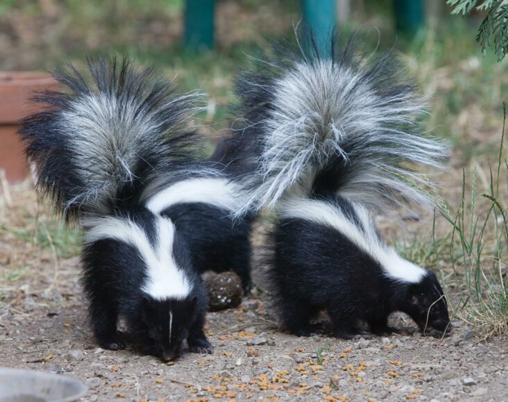 How do you do a skunk hairstyle?