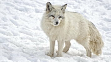 Où acheter Arctic Fox en France ?