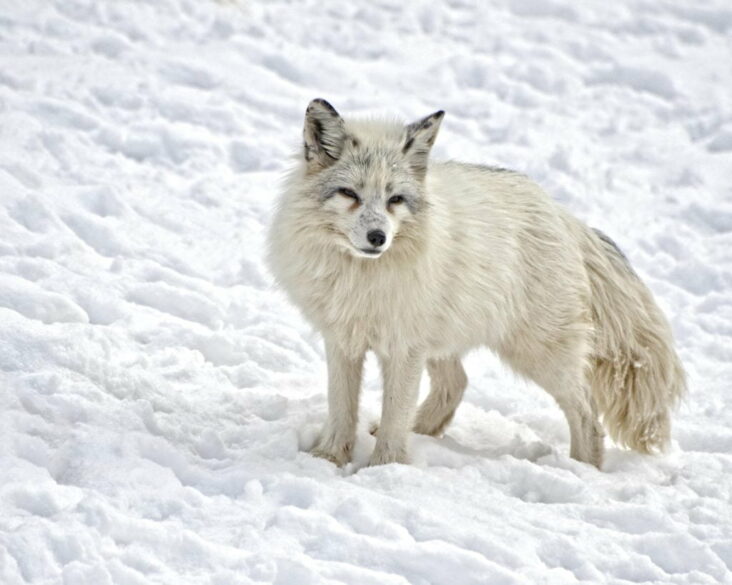 Où acheter Arctic Fox en France ?