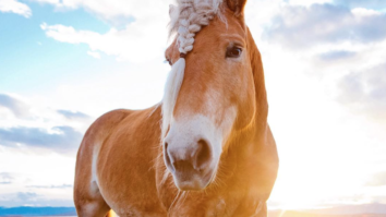 Pourquoi faire des tresses aux chevaux ?