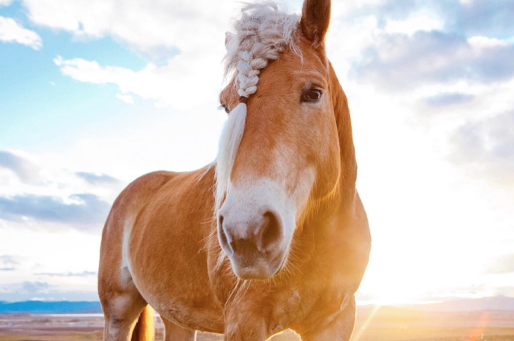 Pourquoi faire des tresses aux chevaux ?