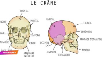 Pourquoi masser le crâne fait du bien ?