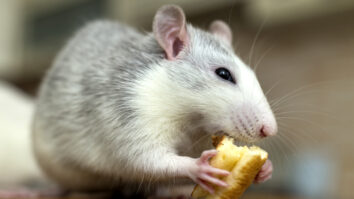 Pourquoi mon rat ne mange plus ?