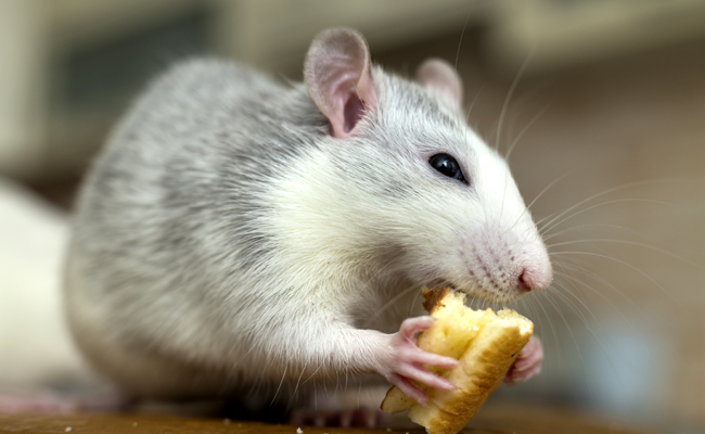 Pourquoi mon rat ne mange plus ?