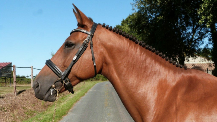 Pourquoi tresser la crinière d'un cheval ?