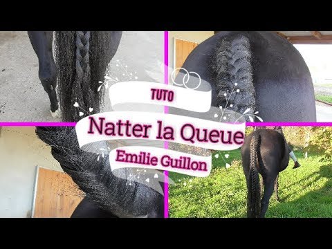 Pourquoi tresser la queue d'un cheval ?