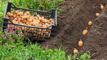 Quand planter les pommes de terre en 2022 avec la lune ?