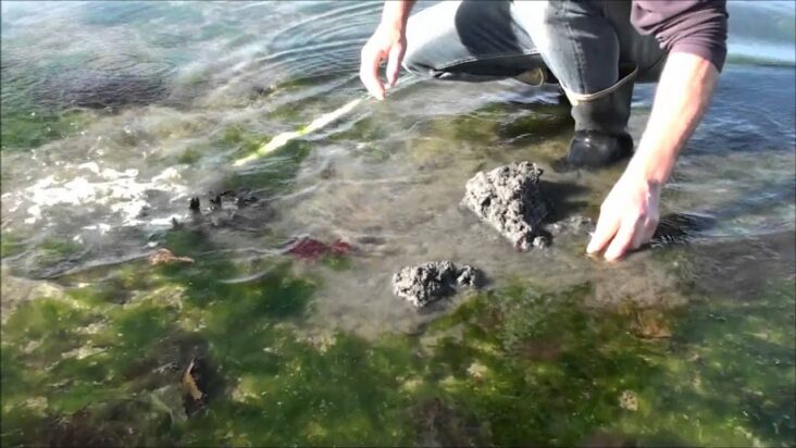 Quand ramasser les vers de sable ?