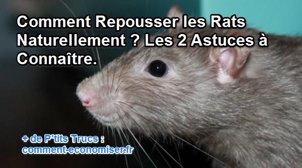 Quel animal peut tuer un rat ?