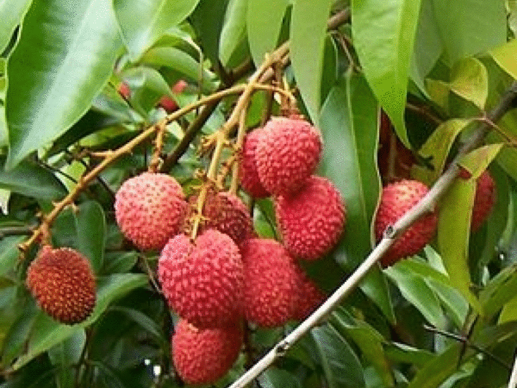 Quel arbre produit l'ébène ?