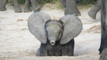 Quel éléphant a les plus grandes oreilles ?