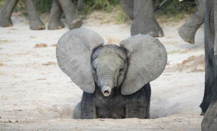 Quel éléphant a les plus grandes oreilles ?