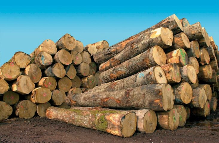 Quel est le bois le plus cher au Cameroun ?