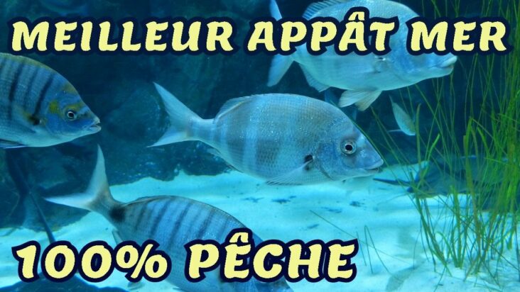 Quel est le meilleur appât pour pêcher en mer ?