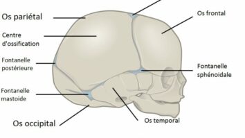 Quel est le synonyme de crâne ?
